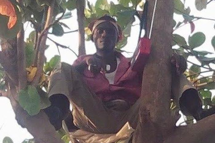 The Tree man, Mallam Kaura