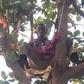 The Tree man, Mallam Kaura