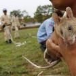 Cambodia uses rodents to sniff out deadly landmines