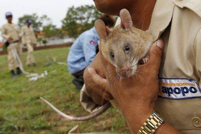 Cambodia uses rodents to sniff out deadly landmines