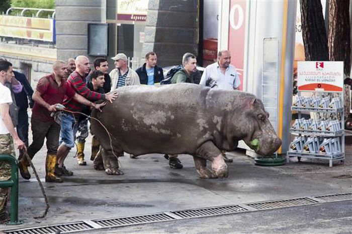 People help a hippopotamus escape from a flooded zoo in Tbilisi.