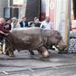 People help a hippopotamus escape from a flooded zoo in Tbilisi.