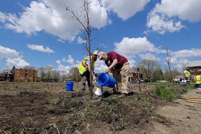Free trees? Many Detroit residents say no thanks