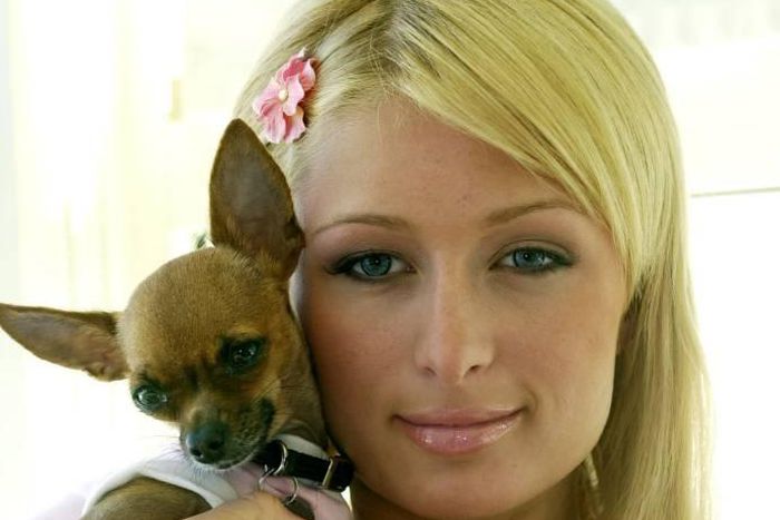 Paris Hilton loses dog, Tinkerbell