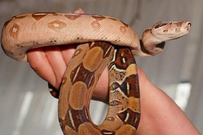Snake selfie gone wrong