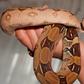 Snake selfie gone wrong