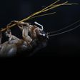 A cricket hangs on a straw stick, a cricket handler's equipment for making the insects aggressive and fight in cricket fighting, in Beijing September 17, 2013. REUTERS/Kim Kyung-Hoon