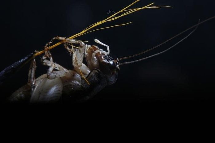 A cricket hangs on a straw stick, a cricket handler's equipment for making the insects aggressive and fight in cricket fighting, in Beijing September 17, 2013. REUTERS/Kim Kyung-Hoon