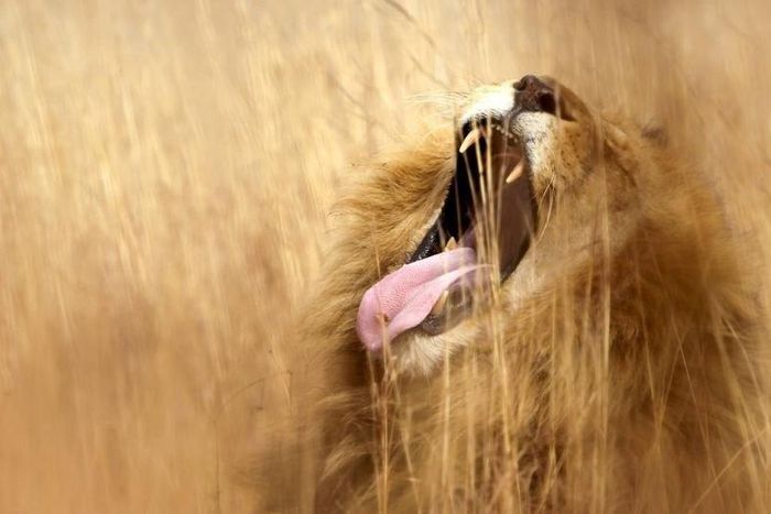 A lion yawns at a nature reserve on the outskirsts of Pretoria June 29, 2010. REUTERS/Enrique Marcarian