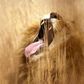 A lion yawns at a nature reserve on the outskirsts of Pretoria June 29, 2010. REUTERS/Enrique Marcarian