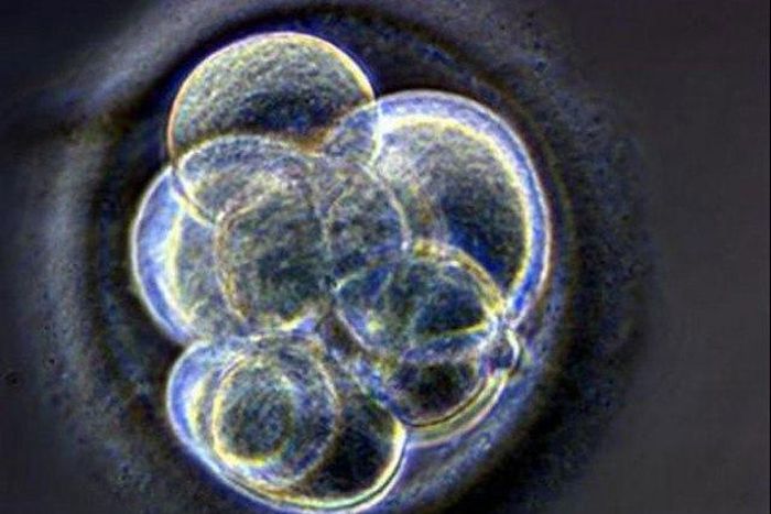 Trial over fate of frozen embryos underway in San Francisco