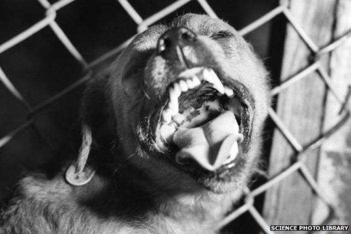 ___3943613___https:______static.pulse.com.gh___webservice___escenic___binary___3943613___2015___7___6___15____82370622_suspected_rabid_dog_barking-spl