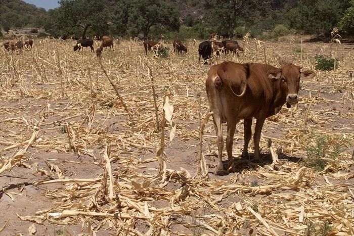 Cattle graze in a failed maize field in the Gwanda south area 220
kilometers south east of Bulawayo, in a file photo. REUTERS/Howard Burditt