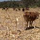 Cattle graze in a failed maize field in the Gwanda south area 220
kilometers south east of Bulawayo, in a file photo. REUTERS/Howard Burditt