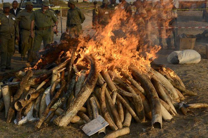 Conservation officials look on as they burn 2.5 tonnes of seized ivory and rhino horn in Maputo, July 6, 2015.   REUTERS/Grant Lee Neuenburg