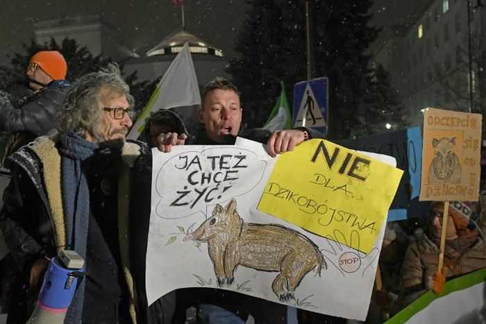 Activists holding a sign saying "Wild boar massacre" and "I want to live too" rally in front of Poland’s parliament in Warsaw on January 9, 2019, against a mass cull of wild boar ordered by Polish authorities to stem the spread of disease to pork