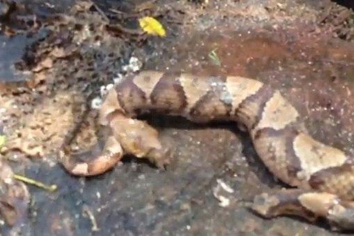 ___3907582___https:______static.pulse.com.gh___webservice___escenic___binary___3907582___2015___6___25___17___serpente-che-si-morde