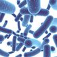 Probiotics found in foods like yoghurt