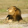 Zimbabwe lifts hunting ban imposed after killing of Cecil the lion: US report
