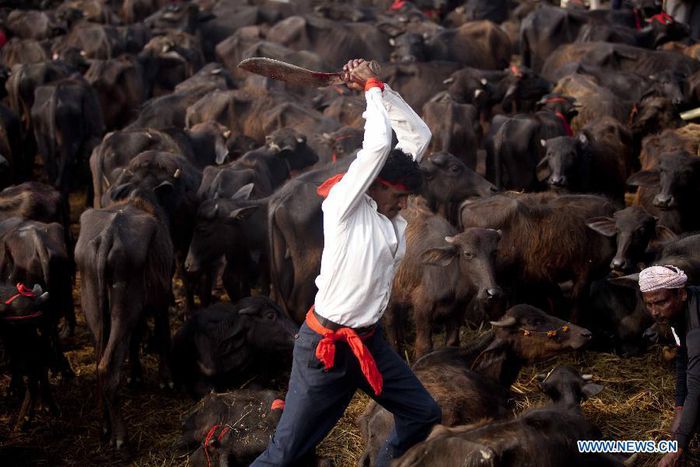 A Nepalese Hindu devotee gets ready to slaughter the cattles and offer prayers to please Gadhimai
