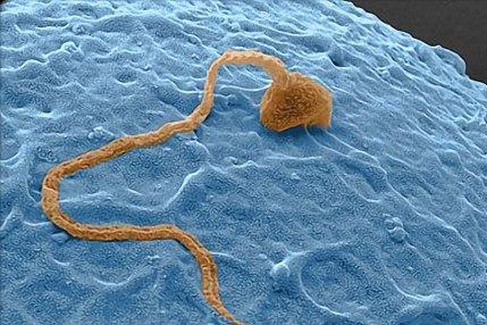 Scientists identify a gene that makes the call