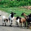 Gang of feral goats goes viral after taking over town