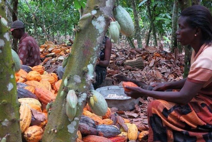 Farmers break cocoa pods in Ghana's eastern cocoa town of Akim Akooko September 6, 2012.    REUTERS/Kwasi Kpodo