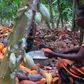 Farmers break cocoa pods in Ghana's eastern cocoa town of Akim Akooko September 6, 2012.    REUTERS/Kwasi Kpodo