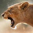 ___3503646___https:______static.pulse.com.gh___webservice___escenic___binary___3503646___2015___2___20___16___animal