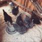 Lady Gaga posts her chickens on Instagram