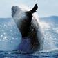 Canada's Prime Minister Justin Trudeau has raised concerns about Japan's plans to resume commercial whaling