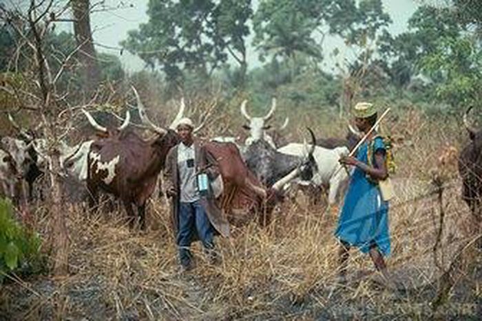 Fulani herdsmen (File Photo)
