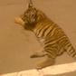 Drunk animal keeper takes tiger cub for a walk at shopping mall