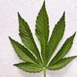 Marijuana leaf