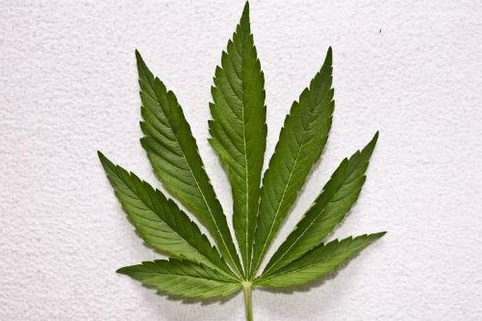 Marijuana leaf