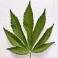 Marijuana leaf