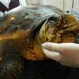 BTech innovation saves reptile's life, designs 3D printed beak.