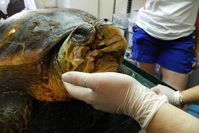 BTech innovation saves reptile's life, designs 3D printed beak.