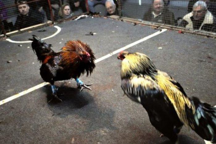 No new cockfight arenas, court tells France