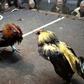 No new cockfight arenas, court tells France