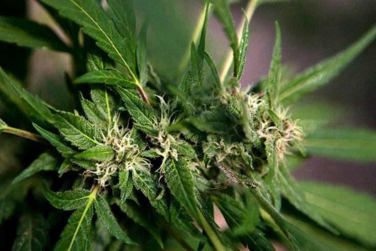 Marijuana plant