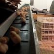 Male chicks on a conveyor belt, leading to the shredder where they meet their deaths