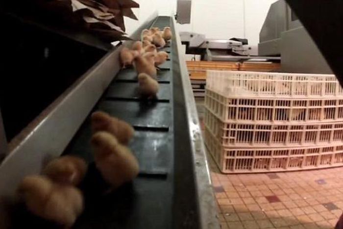Male chicks on a conveyor belt, leading to the shredder where they meet their deaths