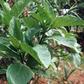 Bitter Leaf plant