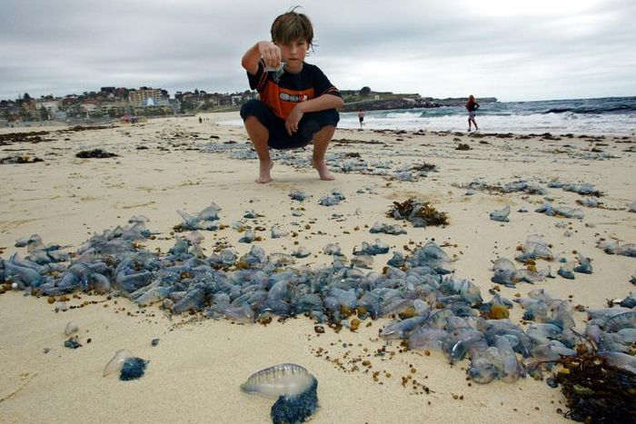 Bluebottle stings are a frequent occurrence in Australia