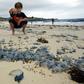 Bluebottle stings are a frequent occurrence in Australia
