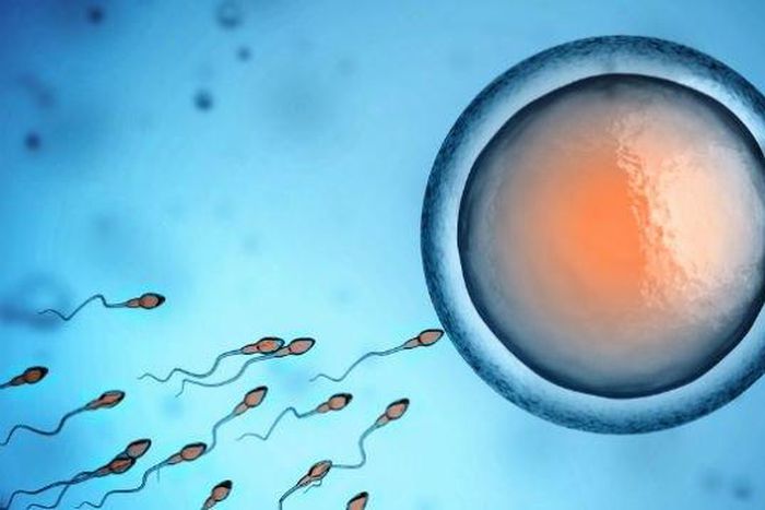 Sperm cells and a female egg