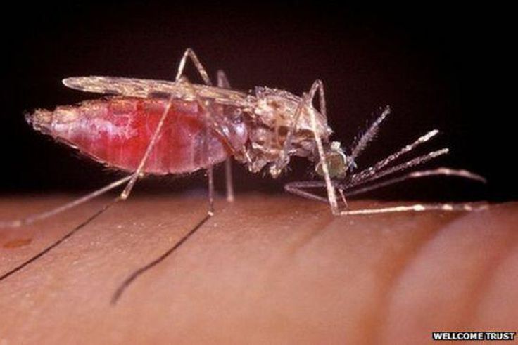 ___3877781___https:______static.pulse.com.gh___webservice___escenic___binary___3877781___2015___6___17___19____83688027_67269036