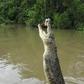 From the video, you will see the crocodile propel itself, straight up, from the water.