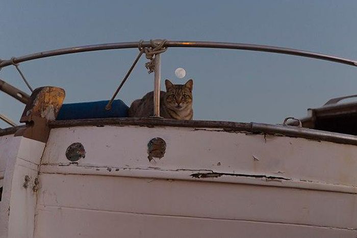 Lola the cat survives migrant crossing to Italy